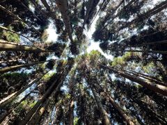 -武陵山森林公园