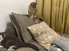 -猫大福·Fortune Cat猫舍(百子湾店)