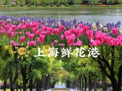 -上海鲜花港