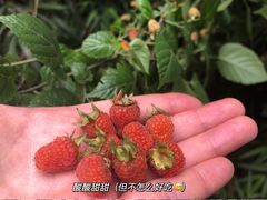 -缙云山景区