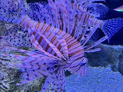 -西雅图水族馆