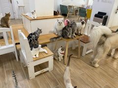 -李小姐の猫咖啡馆(五角场店)