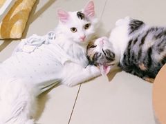 -北京恒爱动物医院(清景园分院)