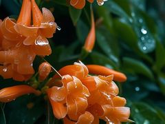 -东莞植物园