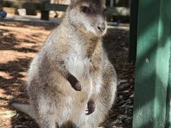 -费瑟代尔野生动物园