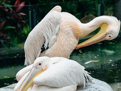 -灵玲国际马戏城