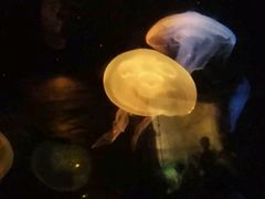 -悉尼海洋生物水族馆
