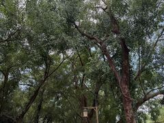 -大屏嶂森林公园
