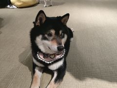 -逗柴咖啡屋·狗咖猫咖宠物桌游