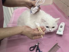 -北京观赏动物医院·24小时大型综合·猫专科·异宠专科