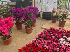 -龙大花卉苗木市场