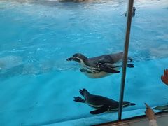 -帝企鹅自助餐厅•儿童岛•真企鹅(长隆企鹅酒店)