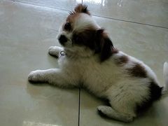 -仁华宠物医院(青羊店)