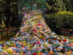 -上海共青森林公园