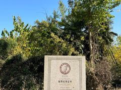 -千年银杏谷文化旅游区