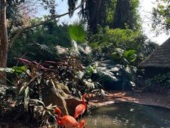 -海南热带野生动植物园