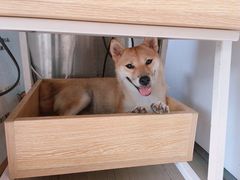 -柴犬高等学院·狗咖·柴犬售卖·宠物训练