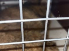 -荔康动物医院(康王北路店)