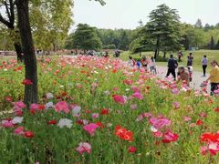-上海滨江森林公园