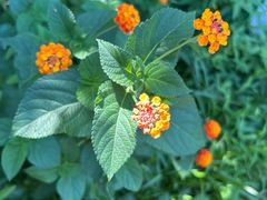 -昆山城市生态森林公园