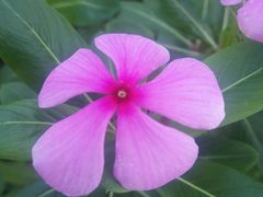 -枫林花海