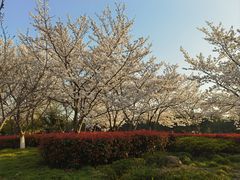 -高东镇樱花园