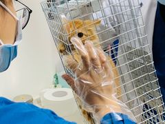 -康爱犬猫诊所·牙专科·骨外科·影像内科(丰宁店)