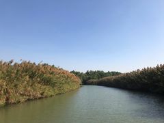 -大湾区中央湿地公园