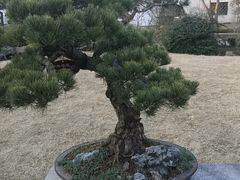 -上海醉白池公园