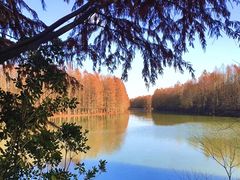 -上海海湾国家森林公园