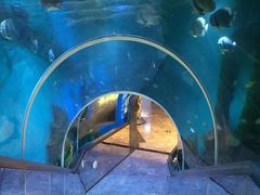 -瑞德姆美人鱼海底演艺主题餐厅(亚龙湾店)