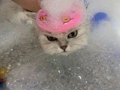 -车接车送·寄养洗护·德文猫舍(大宁店)