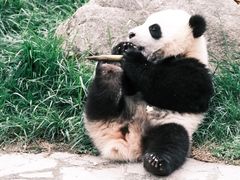 -卧龙中华大熊猫苑神树坪基地