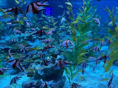 -海合安成都极地海洋公园