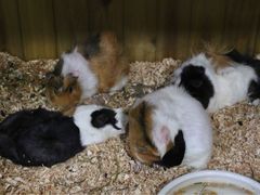 -上海大自然野生昆虫馆