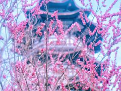 -洋湖国家湿地公园