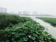 -月湖风景区