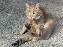 -青藏高原野生动物园