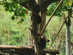 -都江堰中华大熊猫苑