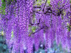 -嘉定紫藤园