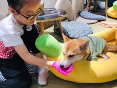 -逗柴咖啡屋·狗咖猫咖宠物桌游