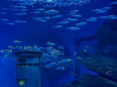 -海合安武汉极地海洋公园