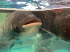 -魏铭鱼头捞饭(晋阳路店)