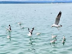 -青海湖国家重点风景名胜区