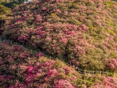 -木兰云雾山