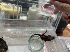 -酷以爬仙阁实体爬宠店·守宫·蜥蜴·专业繁育