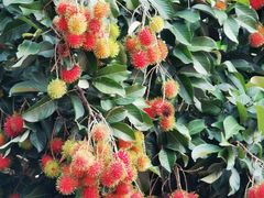 -槟城宝盛园民宿