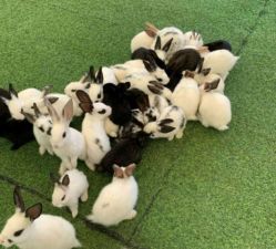 -萌宠亲子动物乐园(槐房万达店)