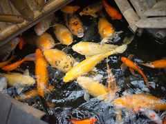 -上海大自然野生昆虫馆(东方明珠·爬宠昆虫探索中心)