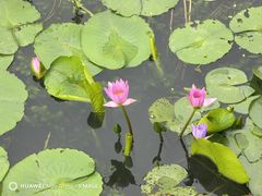 -七的湖·晚芳亭·阳澄湖农家菜·大闸蟹(莲花岛店)